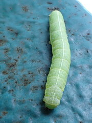 Orthosia incerta