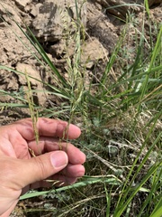 Poa angustifolia