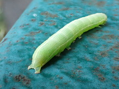 Orthosia incerta