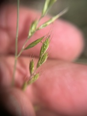 Poa angustifolia