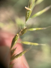 Poa angustifolia