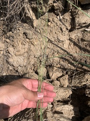 Poa angustifolia