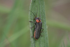 Cantharis reichei