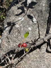 Commiphora neglecta