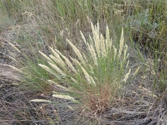 Melica transsilvanica