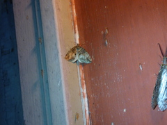 Hydriomena perfracta