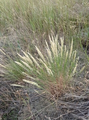 Melica transsilvanica