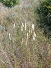 Melica transsilvanica