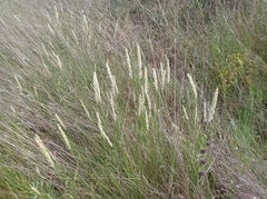 Melica transsilvanica
