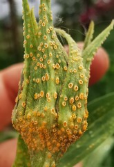 Puccinia hysterium