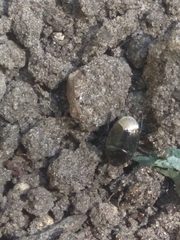 Legnotus limbosus