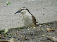 Campylorhynchus griseus