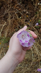 Clarkia williamsonii