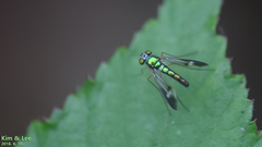 Condylostylus nebulosus