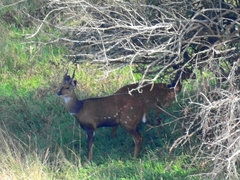 Tragelaphus scriptus bor
