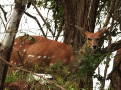 Tragelaphus scriptus bor