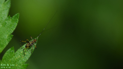 Phaneroptera nigroantennata