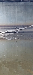 Aves
