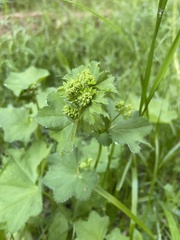 Alchemilla subcrenata