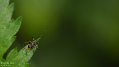 Phaneroptera nigroantennata