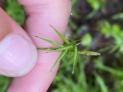 Carex collinsii