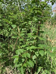 Prunus padus