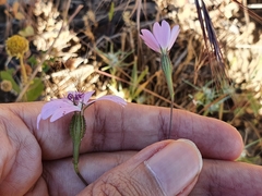 Eudianthe coeli-rosa