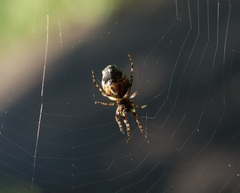 Cyclosa argenteoalba