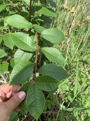 Prunus padus