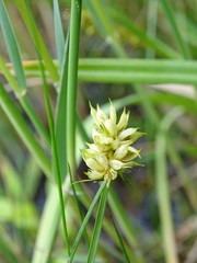 Dasineura inflata