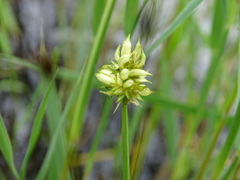 Dasineura inflata