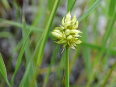 Dasineura inflata