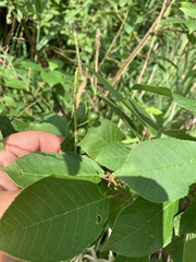 Prunus padus