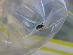 Leptophyes punctatissima