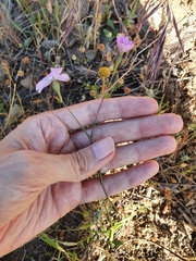 Eudianthe coeli-rosa