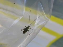 Leptophyes punctatissima