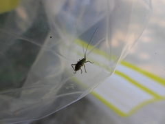 Leptophyes punctatissima