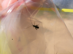 Leptophyes punctatissima