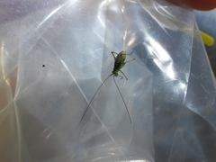 Leptophyes punctatissima