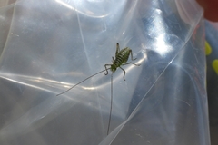 Leptophyes punctatissima