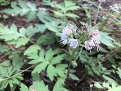Hydrophyllum occidentale