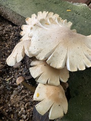 Macrocybe gigantea