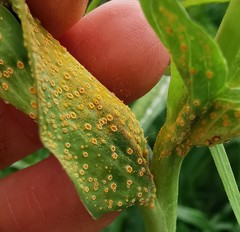 Puccinia hysterium