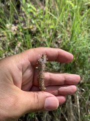 Plantago urvillei
