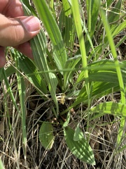 Plantago urvillei
