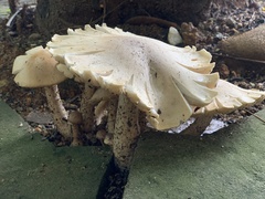 Macrocybe gigantea