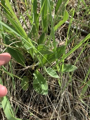 Plantago urvillei