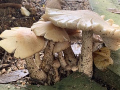 Macrocybe gigantea