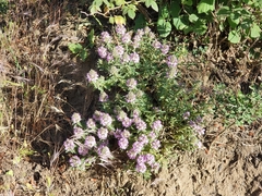 Thymus numidicus