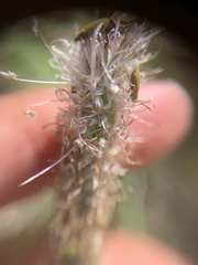 Plantago urvillei